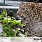 Ограждение для леопардов в Сочинском национальном парке