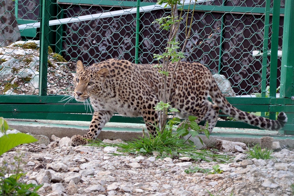 Ограждение для леопардов в Сочинском национальном парке